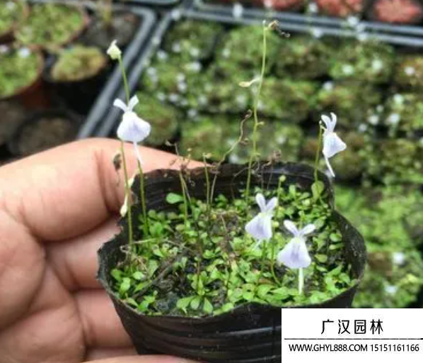貍藻