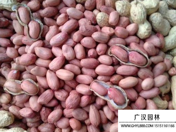 花盛種子