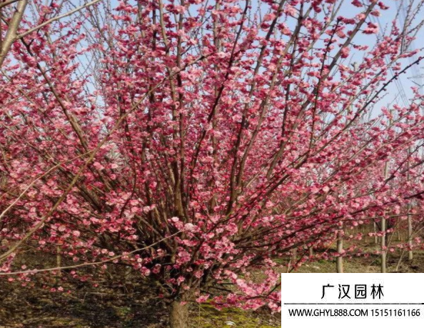 紅梅