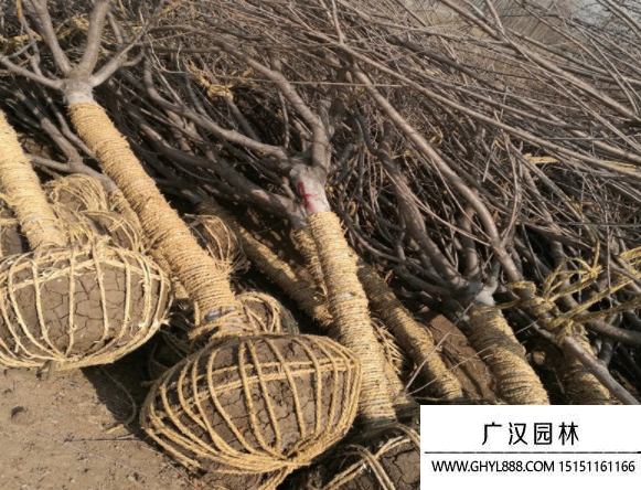 雙櫻