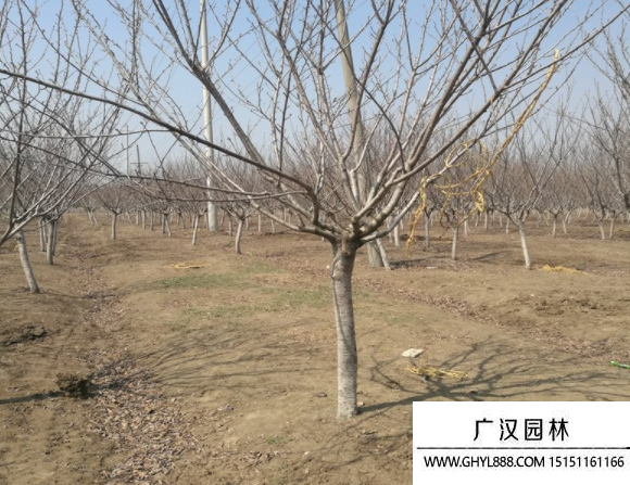 雙櫻