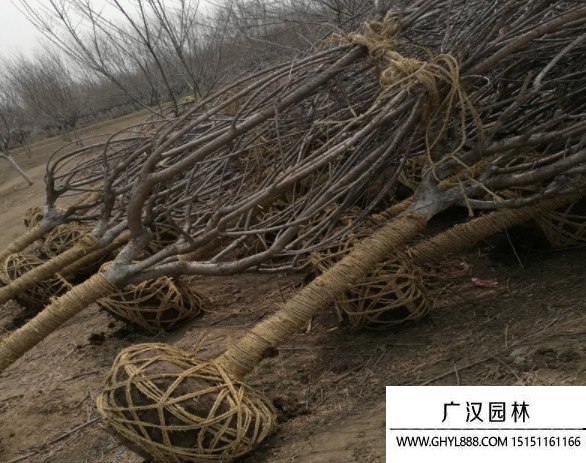 雙櫻