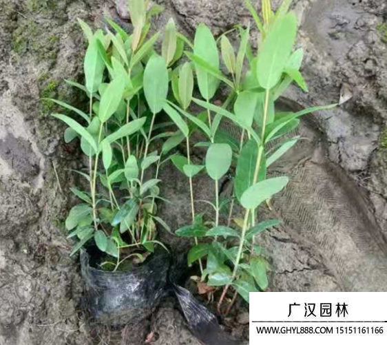 金絲桃杯苗