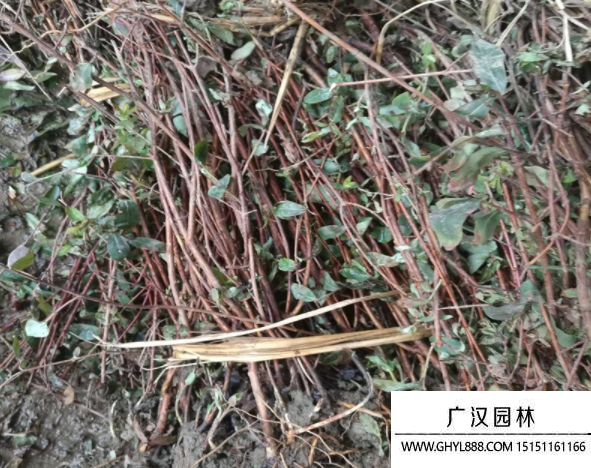 金絲桃