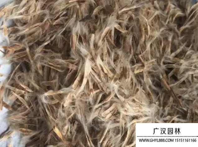 老梓樹種子