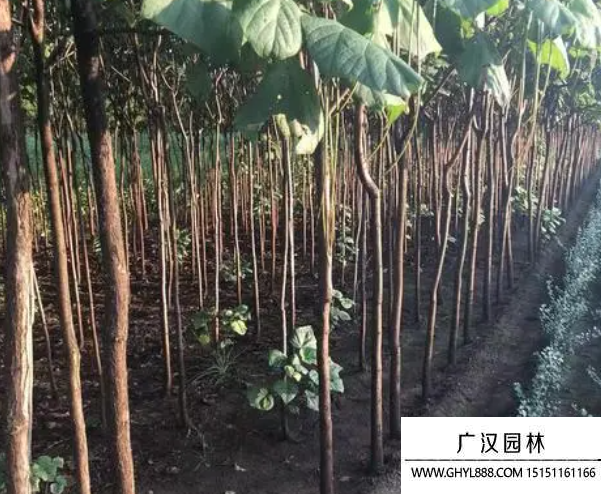 梓樹種子