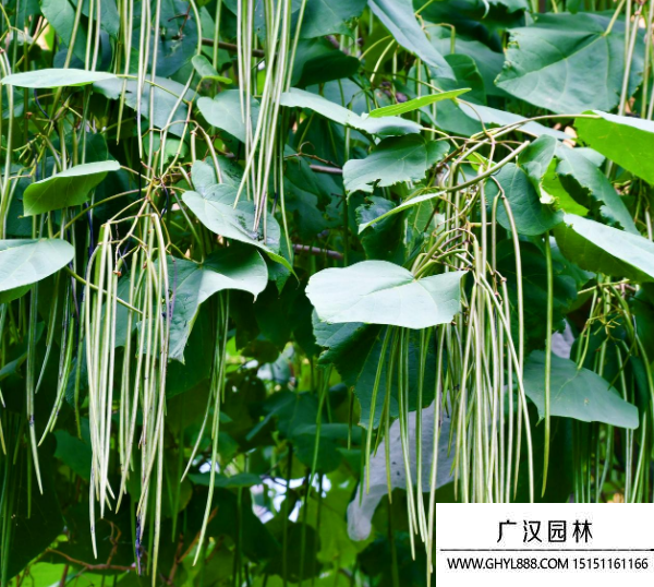 老梓樹種子