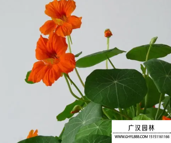 旱金蓮