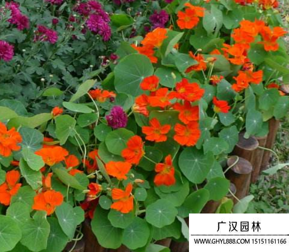 旱金蓮