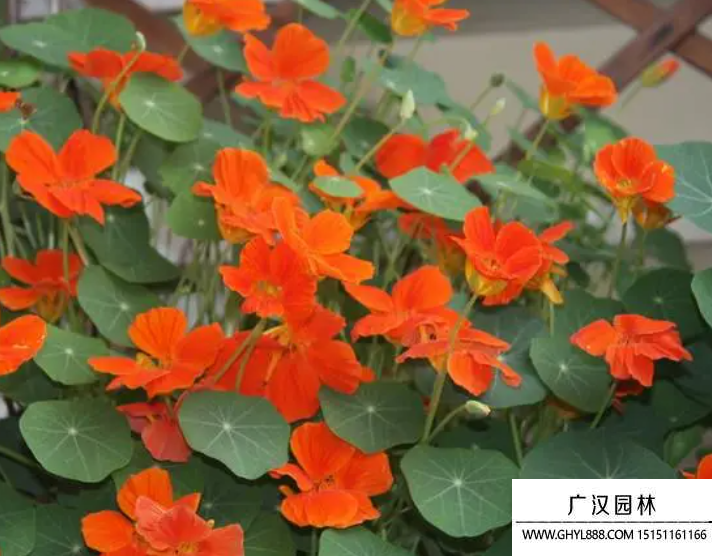 旱金蓮