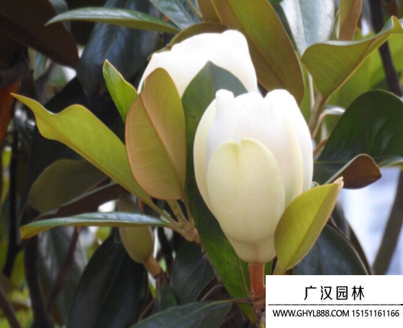 廣玉蘭