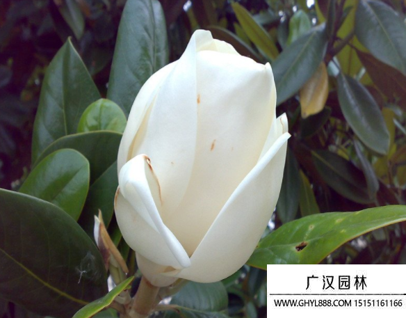 廣玉蘭