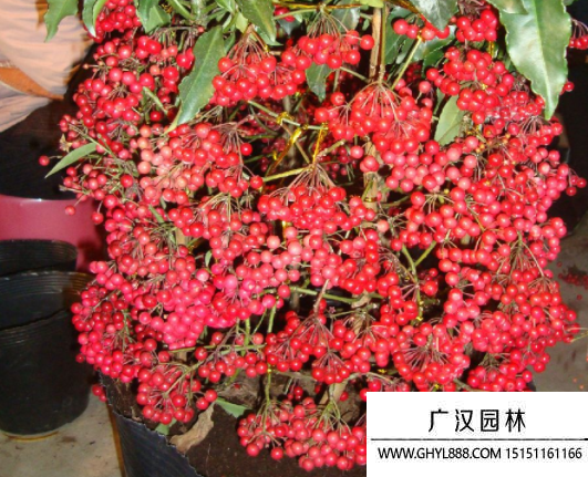 富貴籽種子