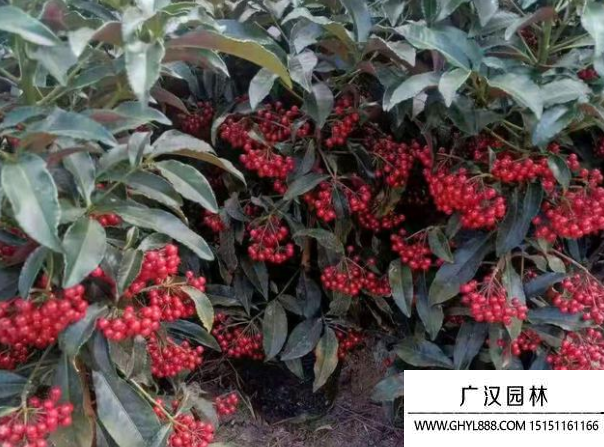 富貴籽種子