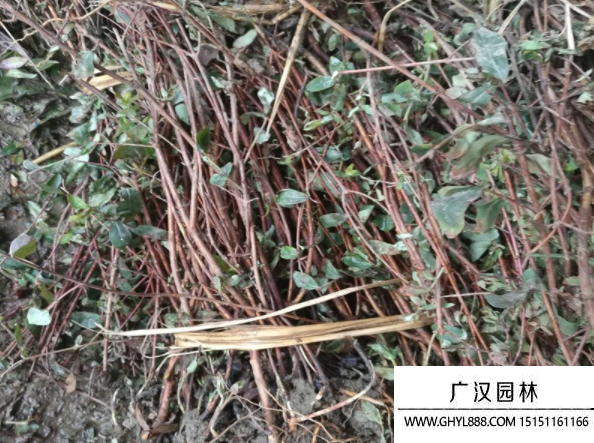 金絲梅