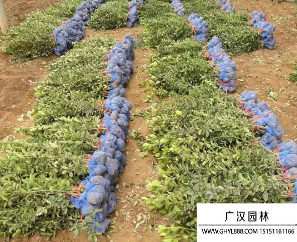 大葉黃楊