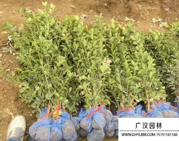 大葉黃楊