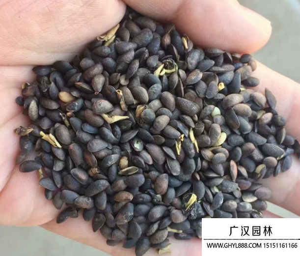 鳳梨種子