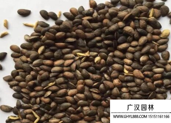 鳳梨種子