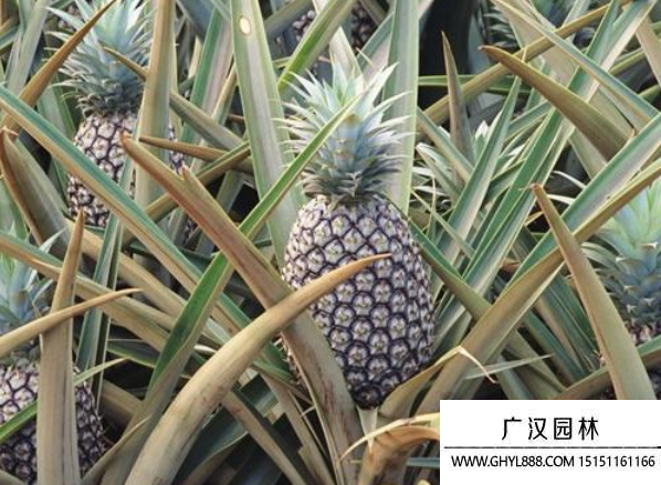 菠蘿