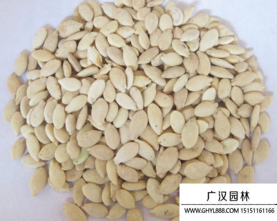 冬瓜種子