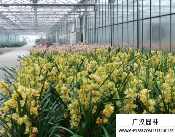 大花蕙蘭種子