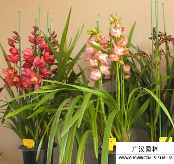 大花蕙蘭種子