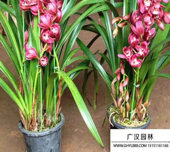 大花蕙蘭種子