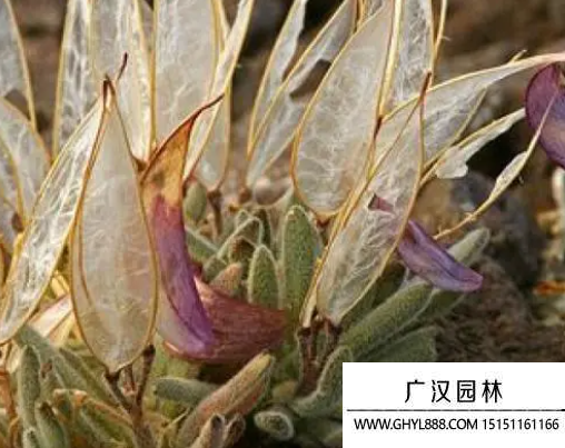 大地翅膀