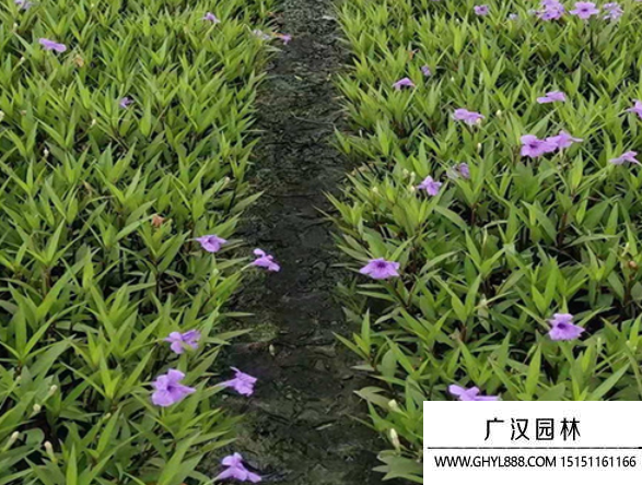 翠蘆莉種子