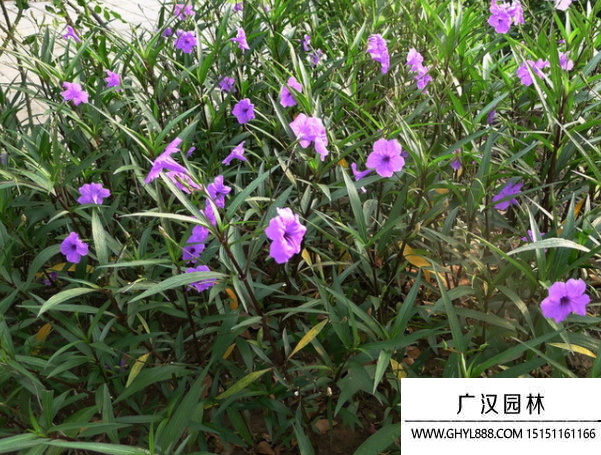 翠蘆莉種子