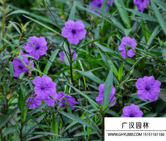 翠蘆莉種子