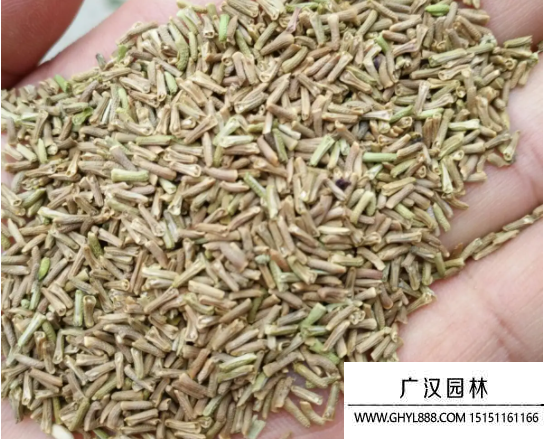垂吊美女櫻種子