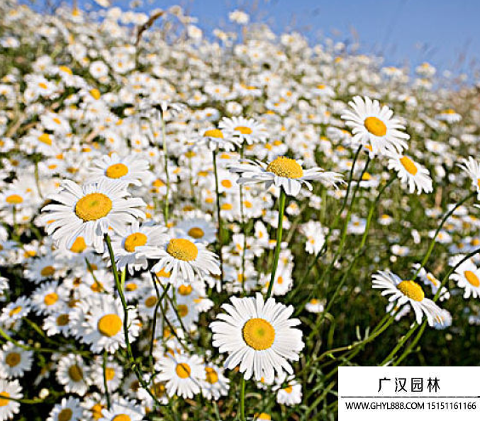 雛菊