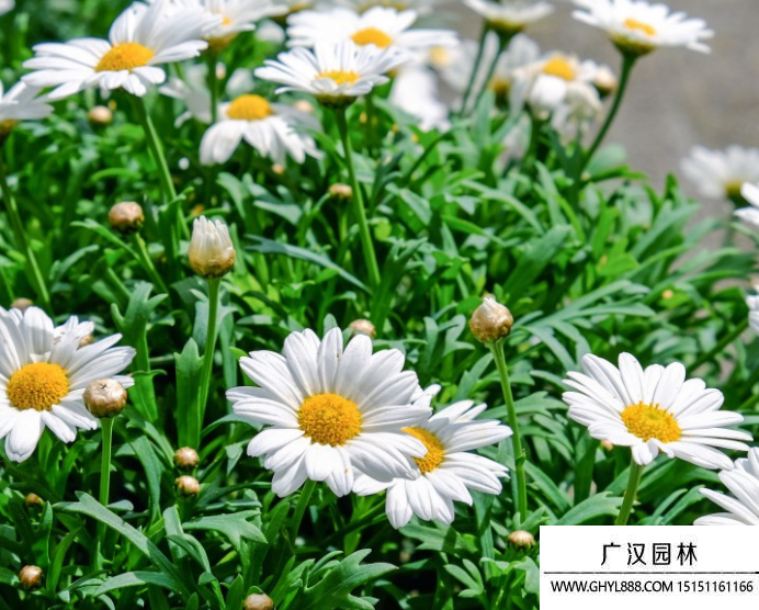 雛菊