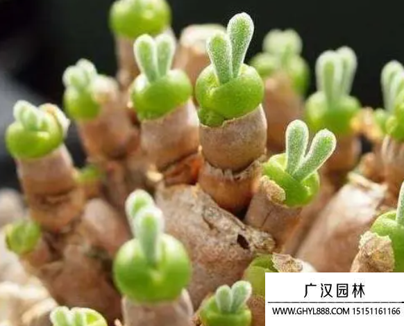 碧光環