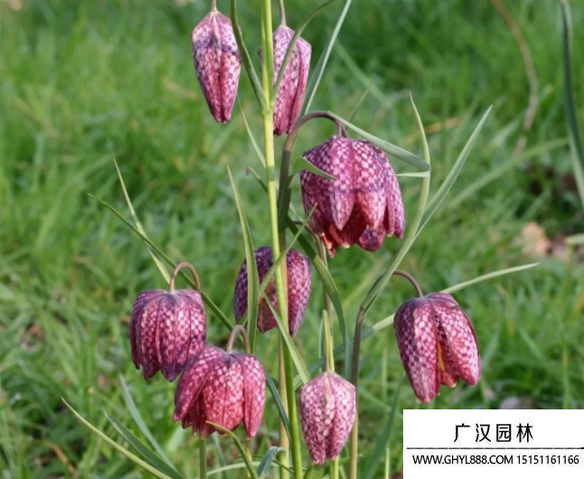 貝母花