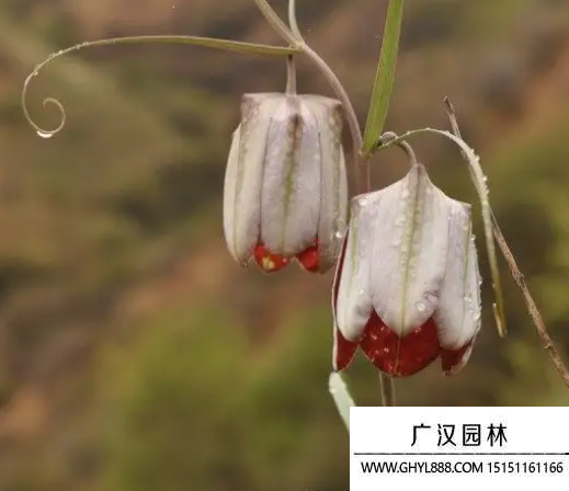 貝母花
