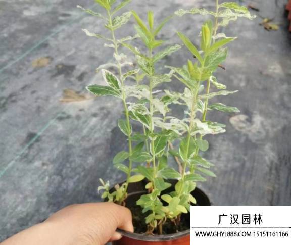 彩葉杞柳