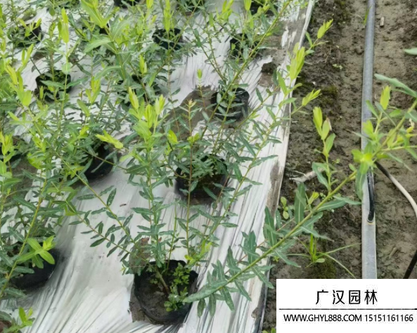 彩葉杞柳