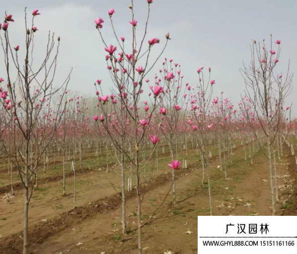 嬌紅玉蘭