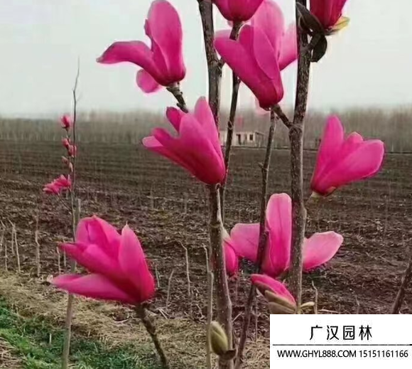 嬌紅玉蘭
