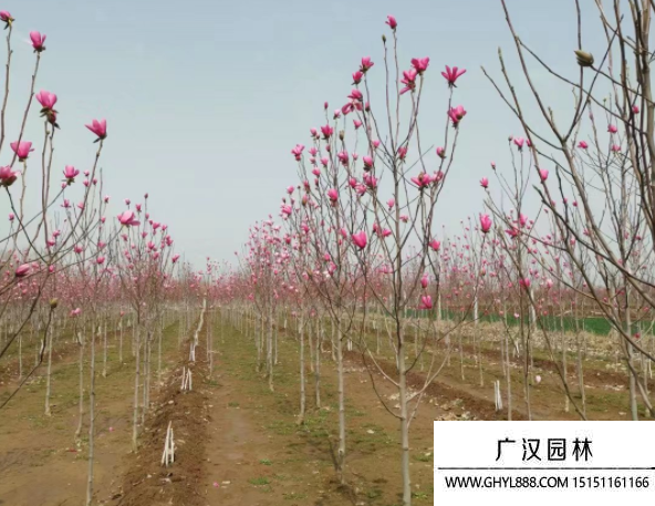 嬌紅玉蘭