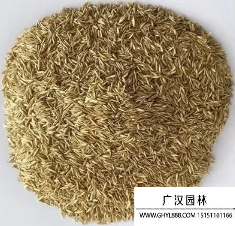百里香種子