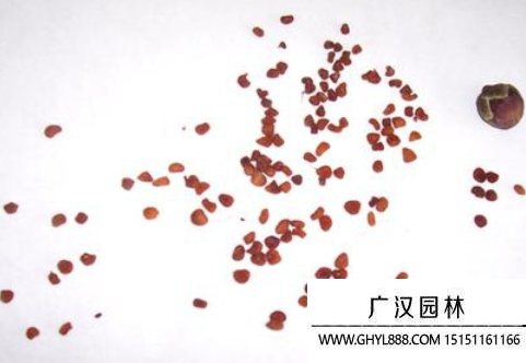 仙鶴來種子