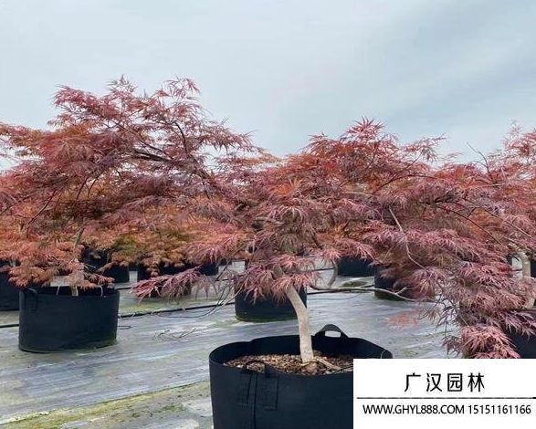 日本羽毛楓
