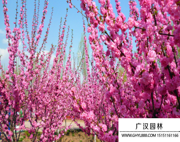 叢生榆葉梅