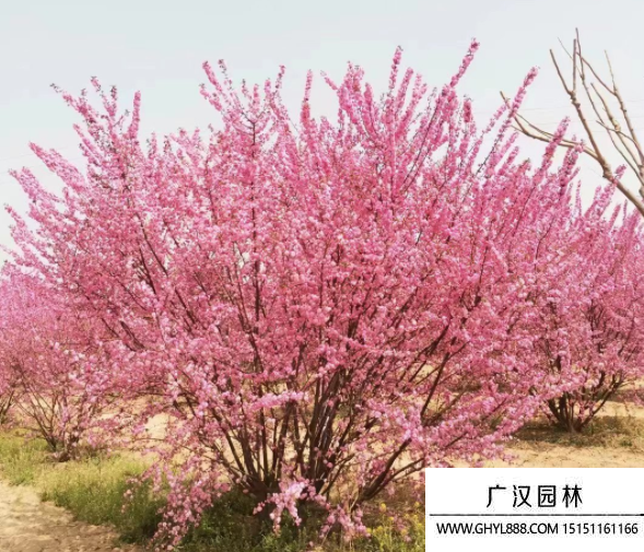叢生榆葉梅