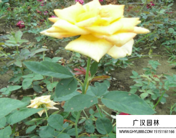 黃帽月季