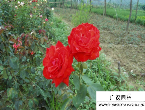 黃帽月季